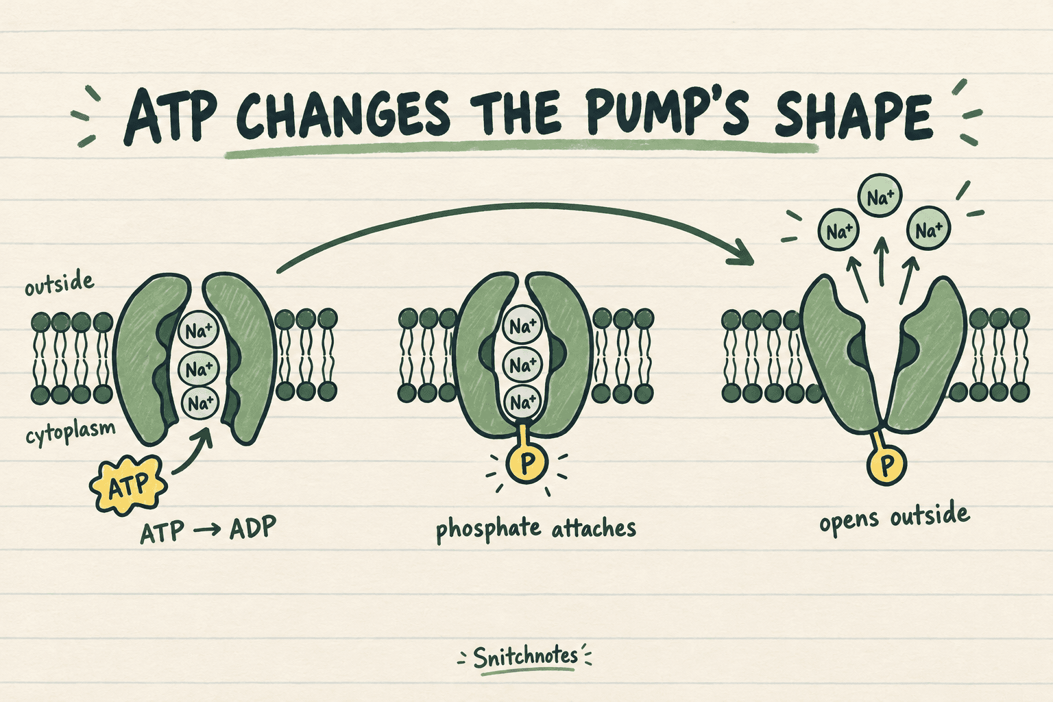 ATP transfers a phosphate to the pump, stabilizing a different conformation that opens toward the outside and releases sodium.