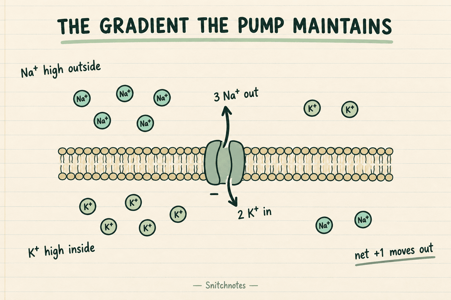 Repeated pump cycles help keep Na+ relatively high outside and K+ relatively high inside while moving one net positive charge outward per cycle.