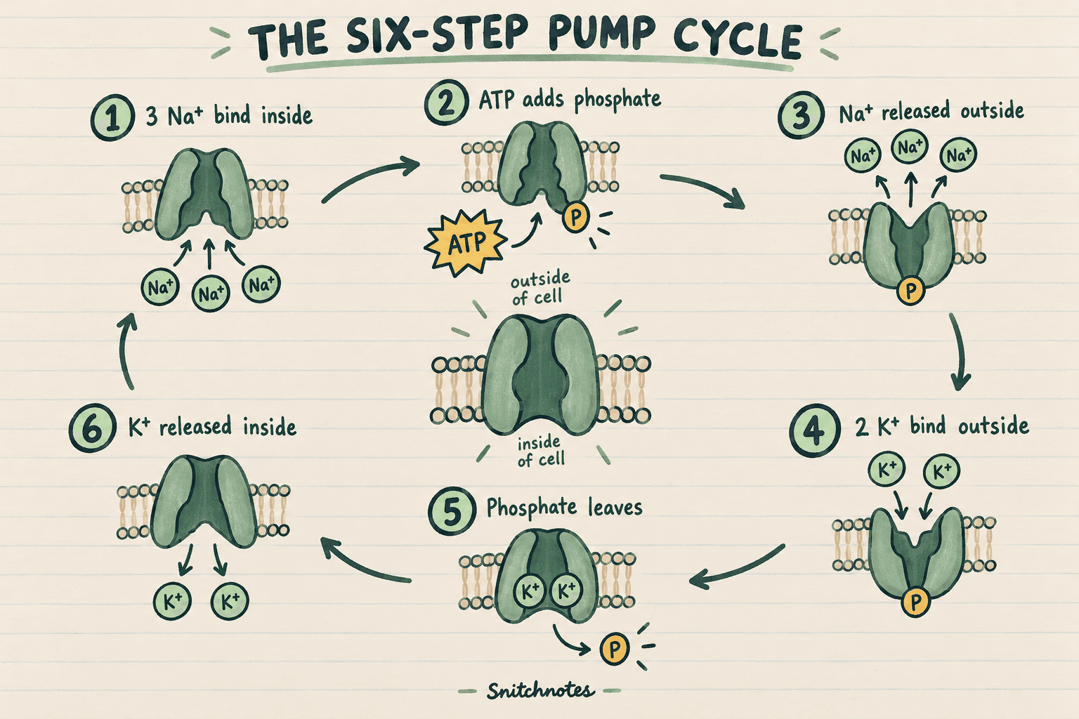The pump alternates between inward-facing and outward-facing states: three Na+ bind inside, phosphorylation releases them outside, two K+ bind, and dephosphorylation releases them inside.