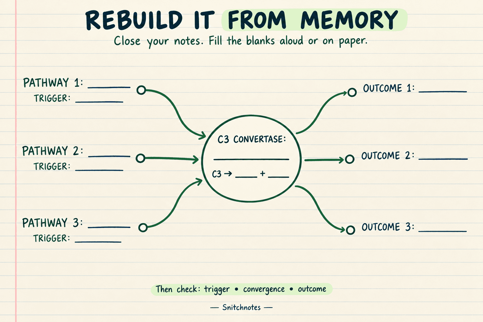 Close your notes and rebuild the pathway names, triggers, convertases, C3 products, and outcomes before checking your answer.
