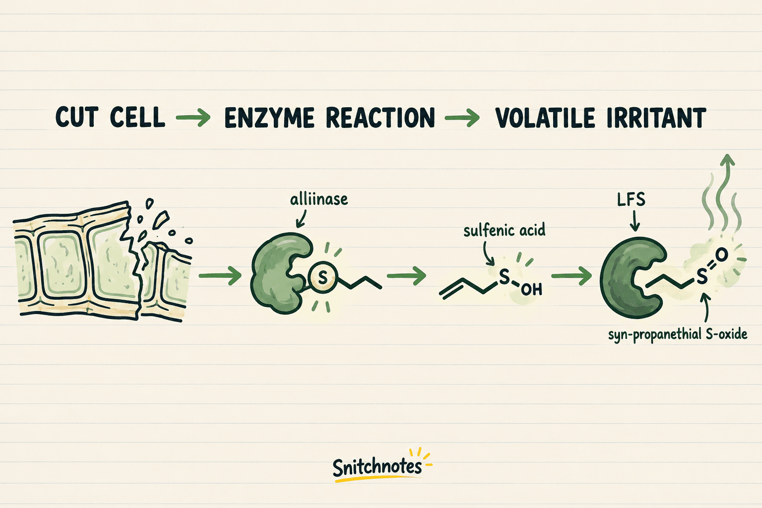 Cell damage lets alliinase act on a sulfur precursor; lachrymatory factor synthase then forms volatile syn-propanethial S-oxide.